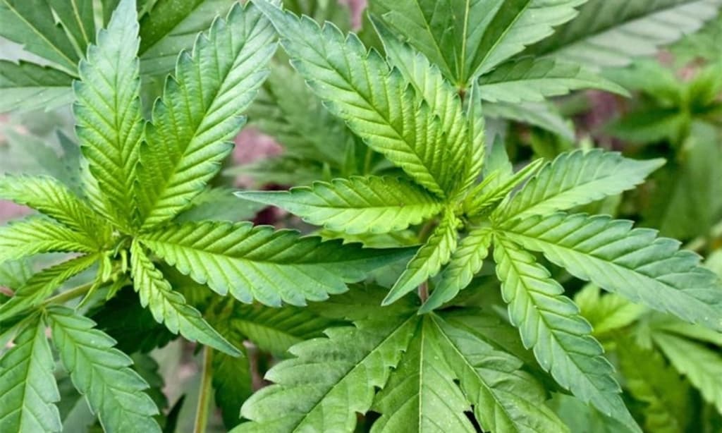 Die Rolle von Cannabis Samen bei der Behandlung von Autoimmunerkrankungen