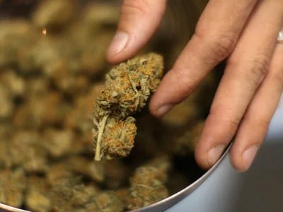 Weed-Trends 2025: Cannapot führt die Entwicklung an