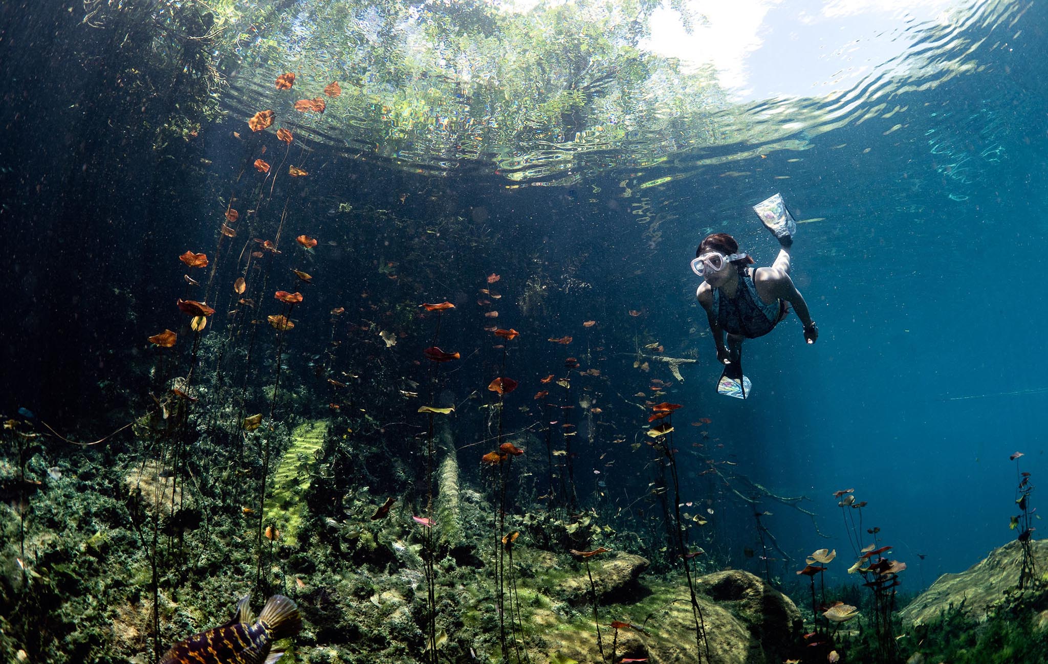Dive Center Mexiko: Deutsche Expertise trifft karibische Farbenpracht